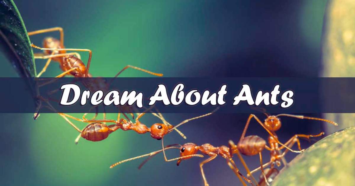 What Is the Spiritual Meaning Of Dreaming About Ants